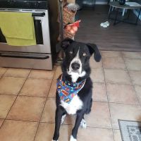 Oak Forest Animal Clinic ico