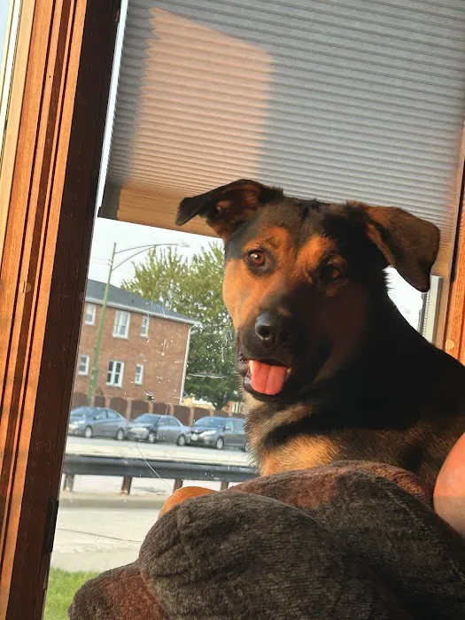 Thrive Pet Healthcare - Orland Park 12