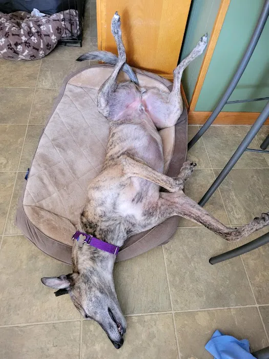 Thrive Pet Healthcare - Orland Park 12