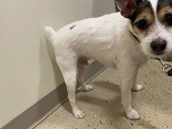 Animal Medical Center 4