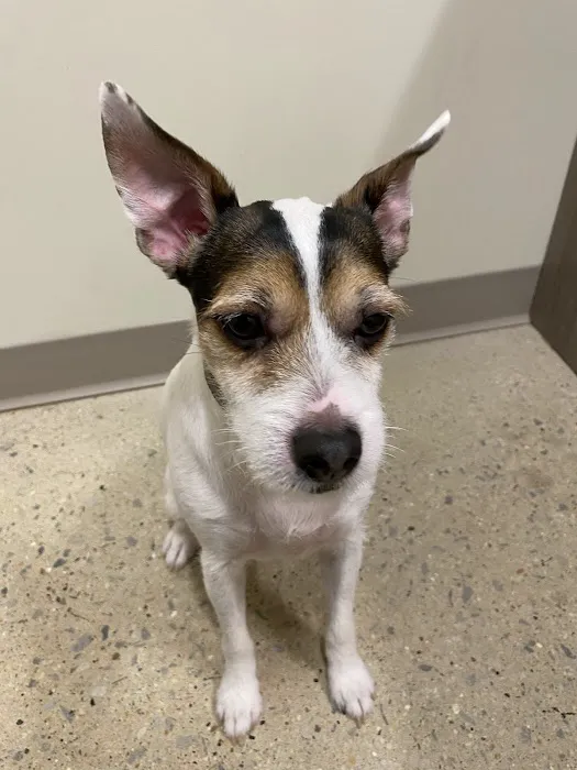 Animal Medical Center 7