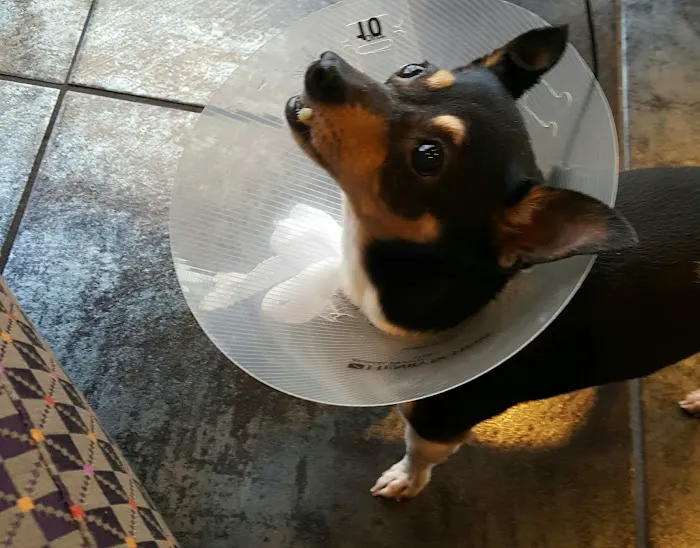 Animal Medical Center 5