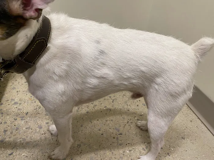 Animal Medical Center 10