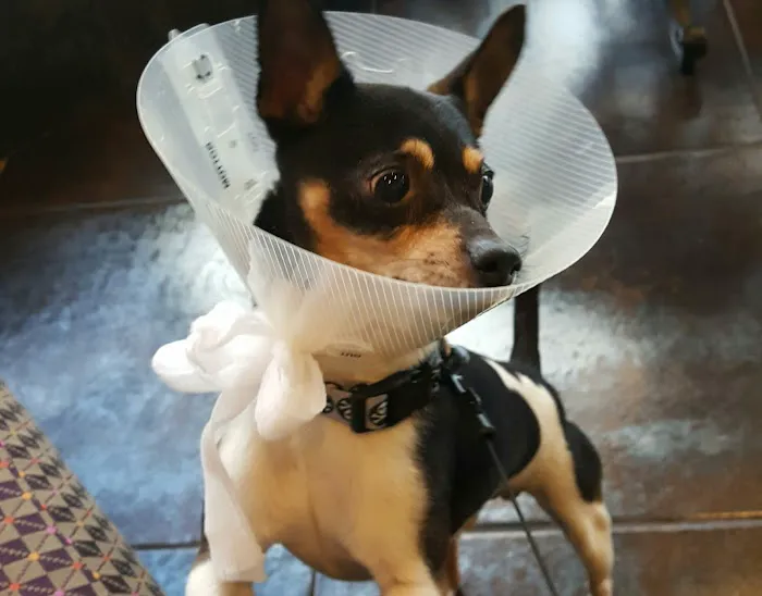 Animal Medical Center 9