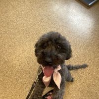 Midlothian Animal Clinic ico