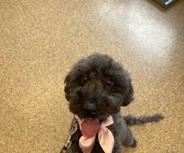 Midlothian Animal Clinic