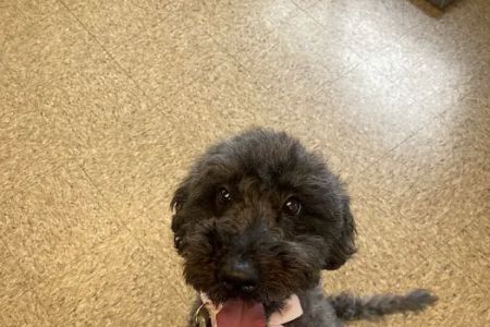 Midlothian Animal Clinic