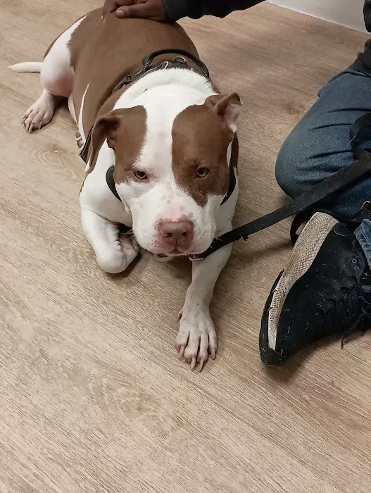 Lake Station Pet Clinic 1