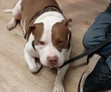 Lake Station Pet Clinic