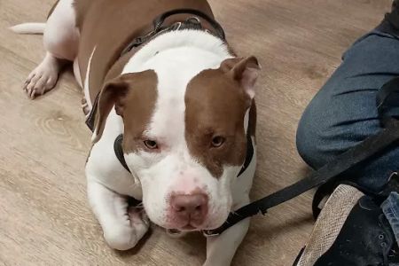 Lake Station Pet Clinic