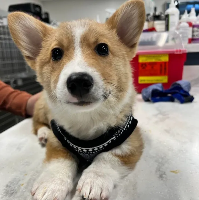 Coyne Veterinary Center - Portage 12