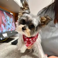 Coyne Veterinary Center - Portage ico