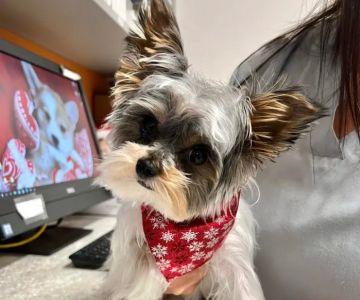 Coyne Veterinary Center - Portage