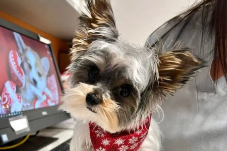 Coyne Veterinary Center - Portage