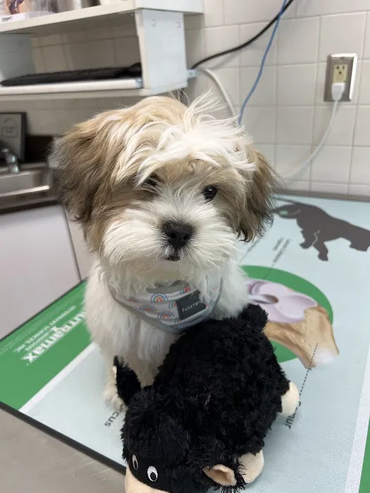 Gast Animal Hospital 9