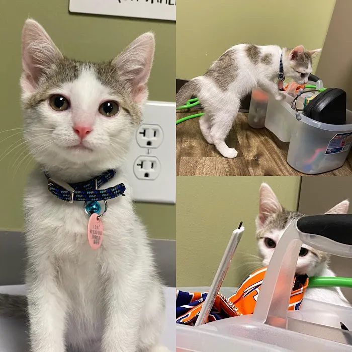 Arbor View Animal Hospital 5