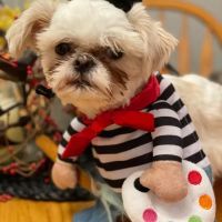 Arbor View Animal Hospital ico