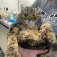 SNIP Spay & Neuter - Portage, Indiana ico
