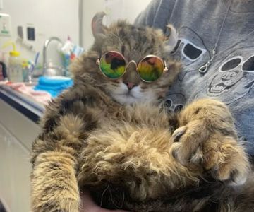 SNIP Spay & Neuter - Portage, Indiana