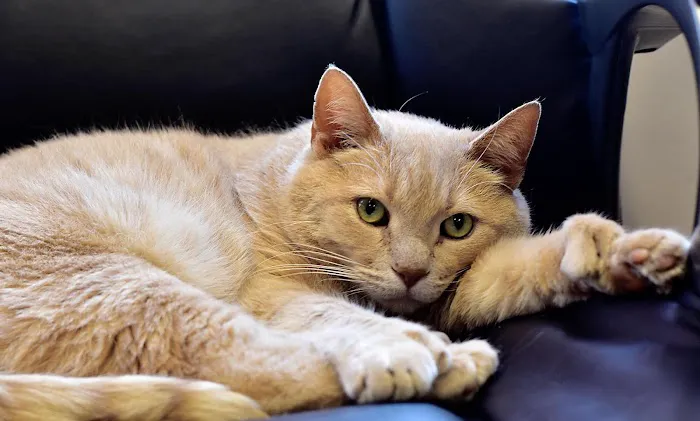 Four Seasons Animal Hospital 2