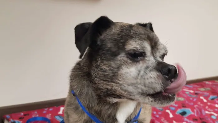 County Line Pet Hospital 12