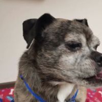 County Line Pet Hospital ico