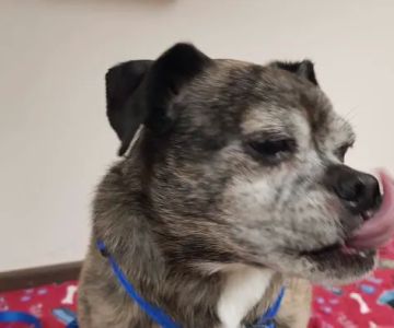County Line Pet Hospital