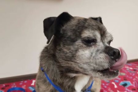 County Line Pet Hospital