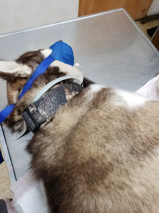 Morgan Park Animal Hospital 12