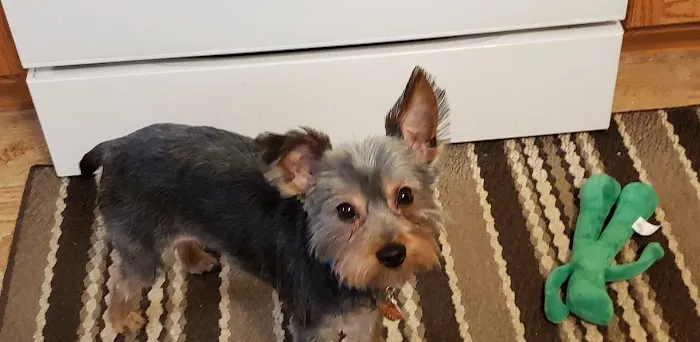Chicago Heights Animal Hospital 1