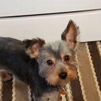 Chicago Heights Animal Hospital ico