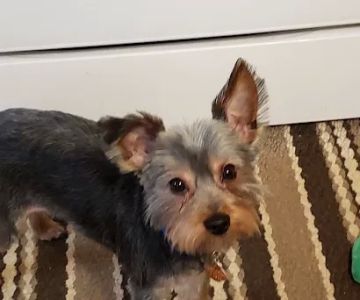 Chicago Heights Animal Hospital