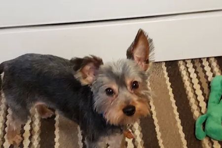 Chicago Heights Animal Hospital