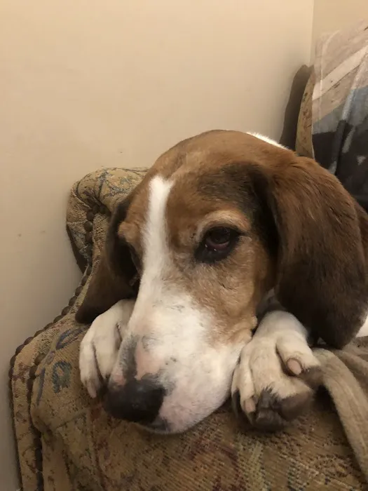 VCA Forest South Animal Hospital 7
