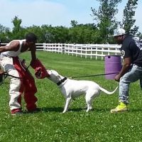 Foster's Kennel/ Park Forest Animal ico