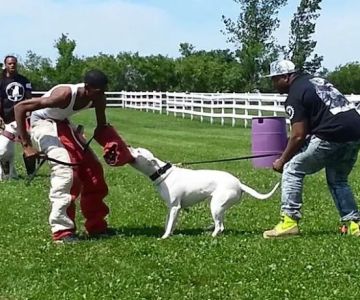 Foster's Kennel/ Park Forest Animal