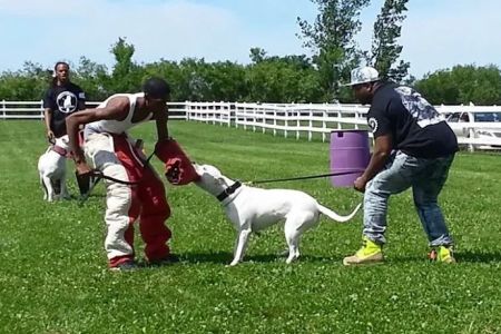 Foster's Kennel/ Park Forest Animal