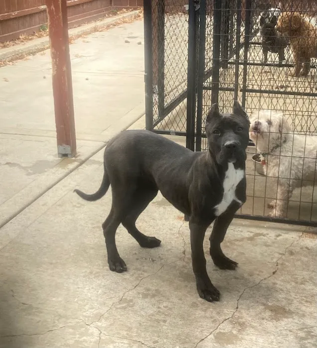 Foster's Kennel/ Park Forest Animal 12