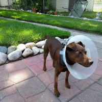Animal Eye Consultants ico