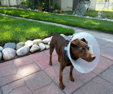 Animal Eye Consultants