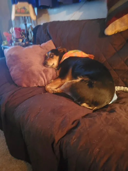 Banfield Pet Hospital 12