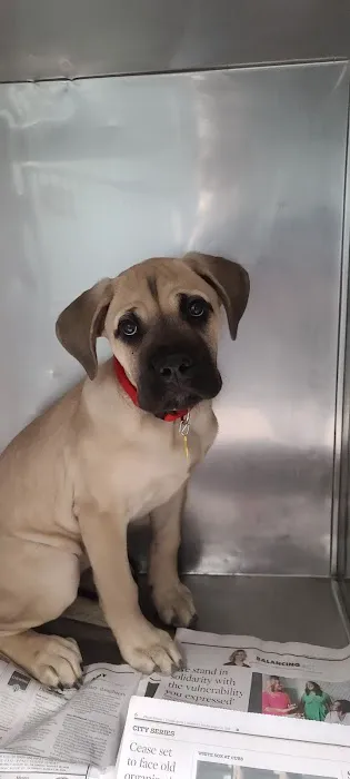 Ashland Animal Hospital 12