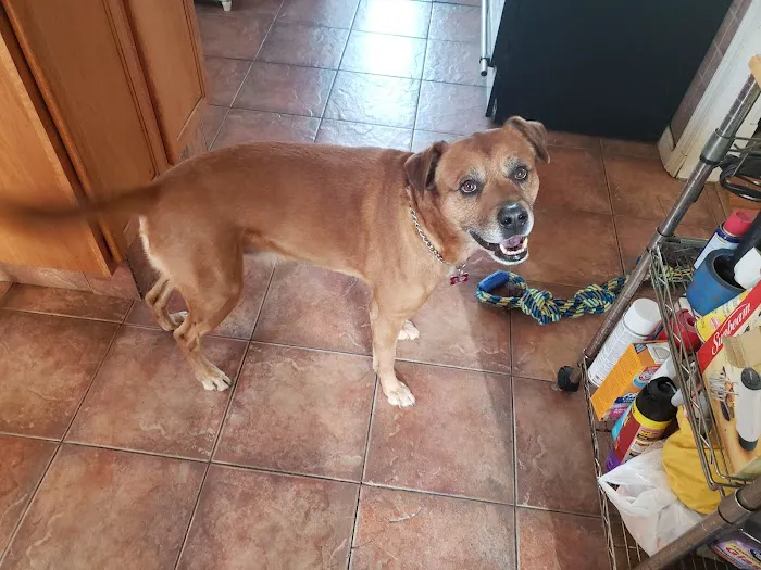 Ashland Animal Hospital 12