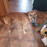 Ashland Animal Hospital ico