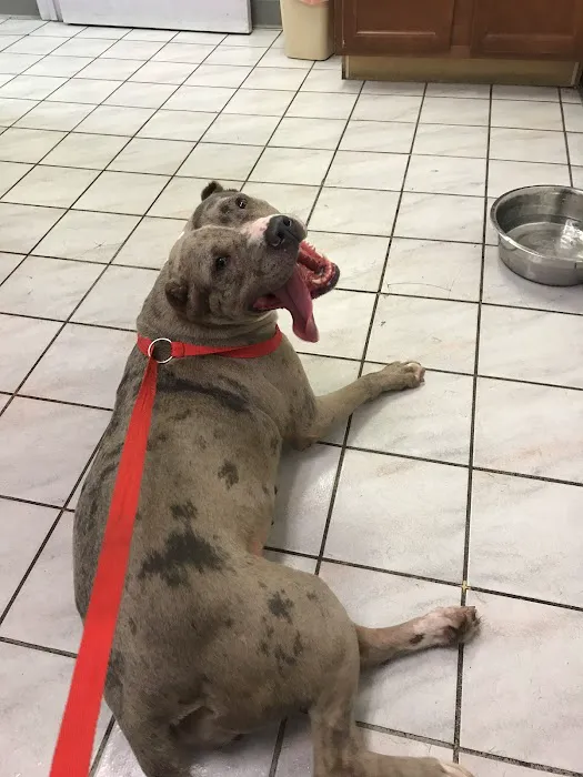 Ashland Animal Hospital 12