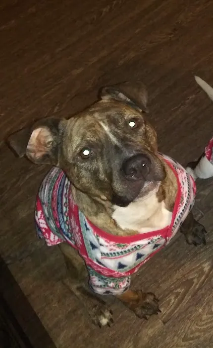Ashland Animal Hospital 12