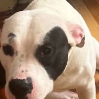 Banfield Pet Hospital ico