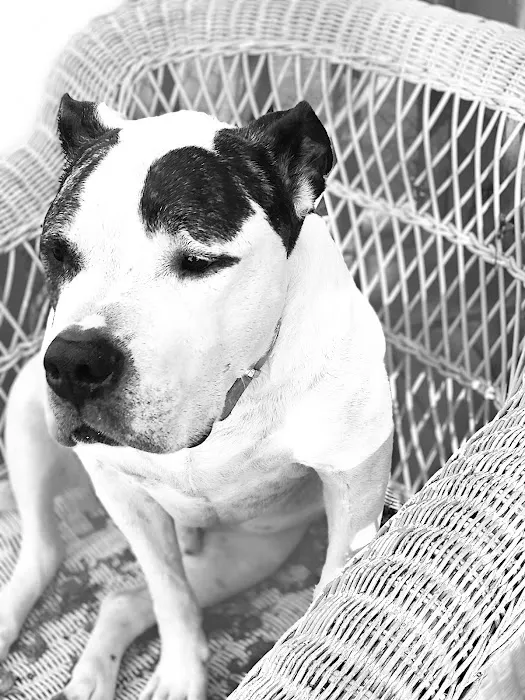 Animal Clinic of Alsip 12