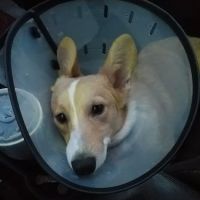 South Suburban Spay and Neuter Clinic ico