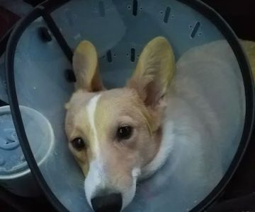 South Suburban Spay and Neuter Clinic